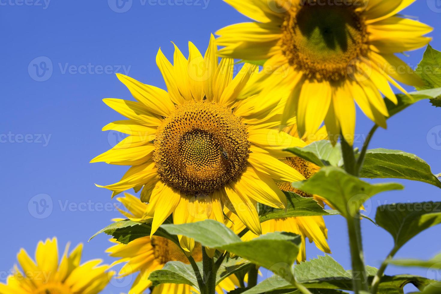 field annual sunflowers photo