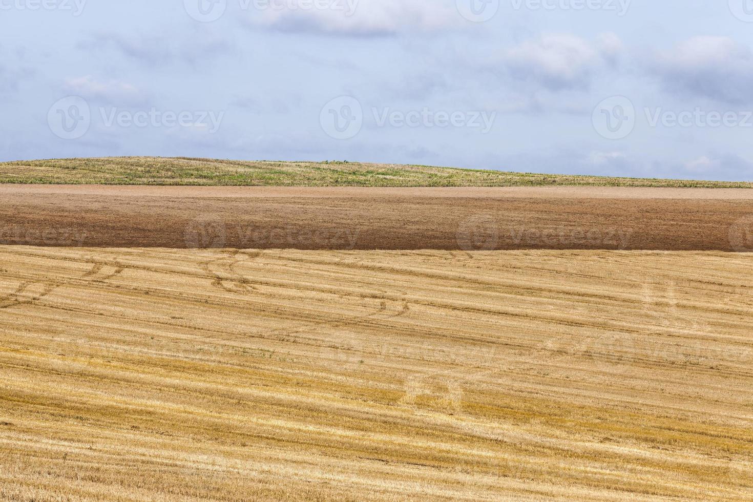 an agricultural field photo