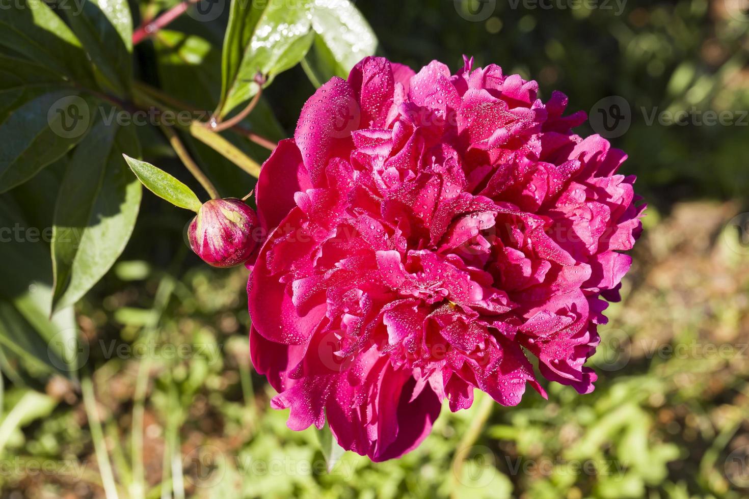 peony is covered with drops photo