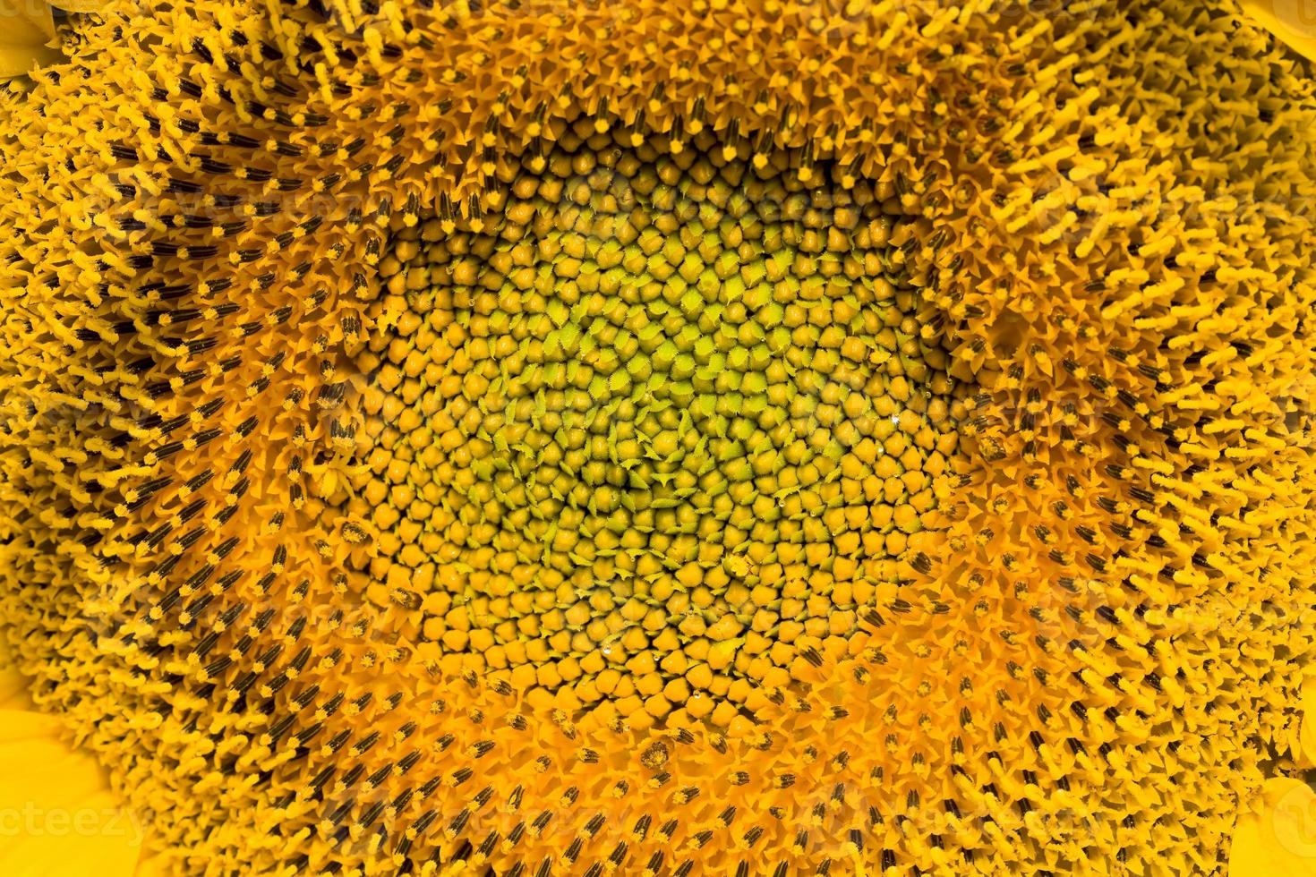 the middle of the inflorescence of yellow sunflowers photo