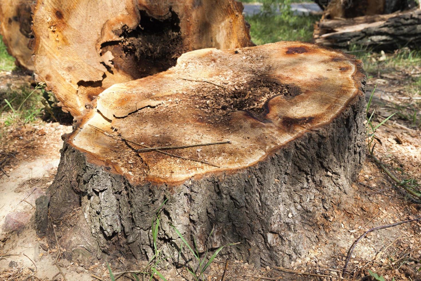 cut down trees rotted inside photo