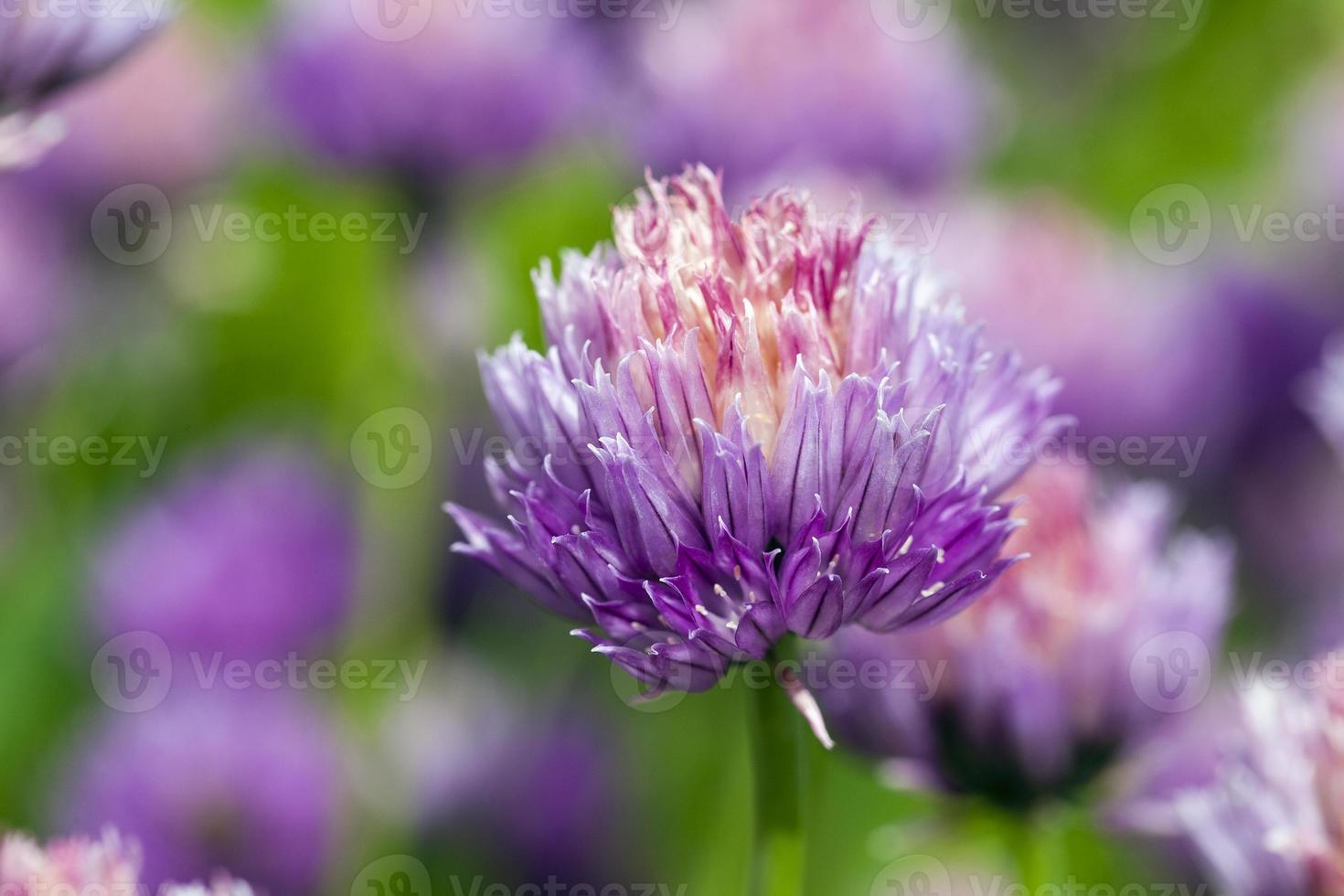 garlic flower the flower of garlic photographed by a close up 9413084 Stock Photo at Vecteezy