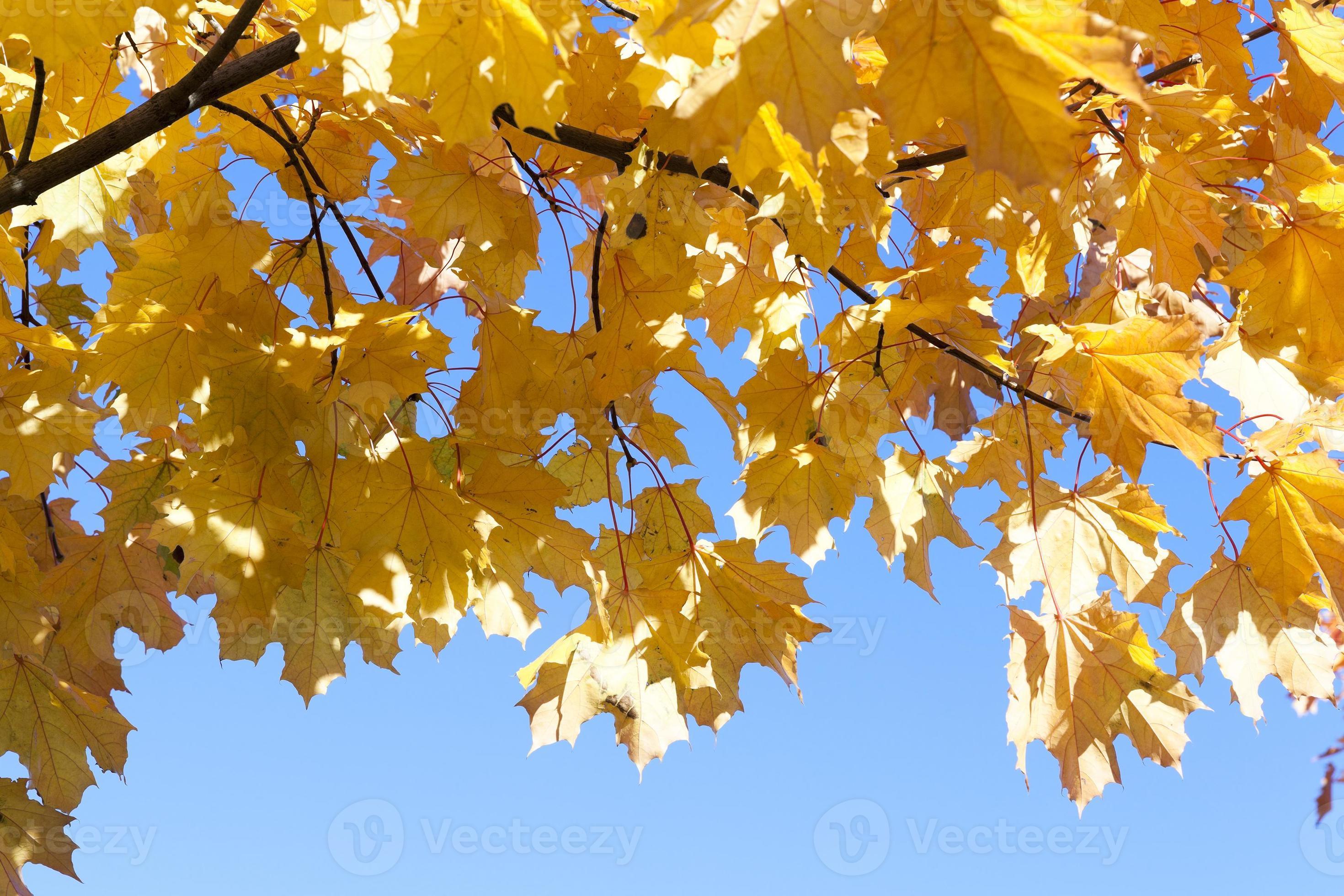 yellowing leaves on the trees 9413142 Stock Photo at Vecteezy