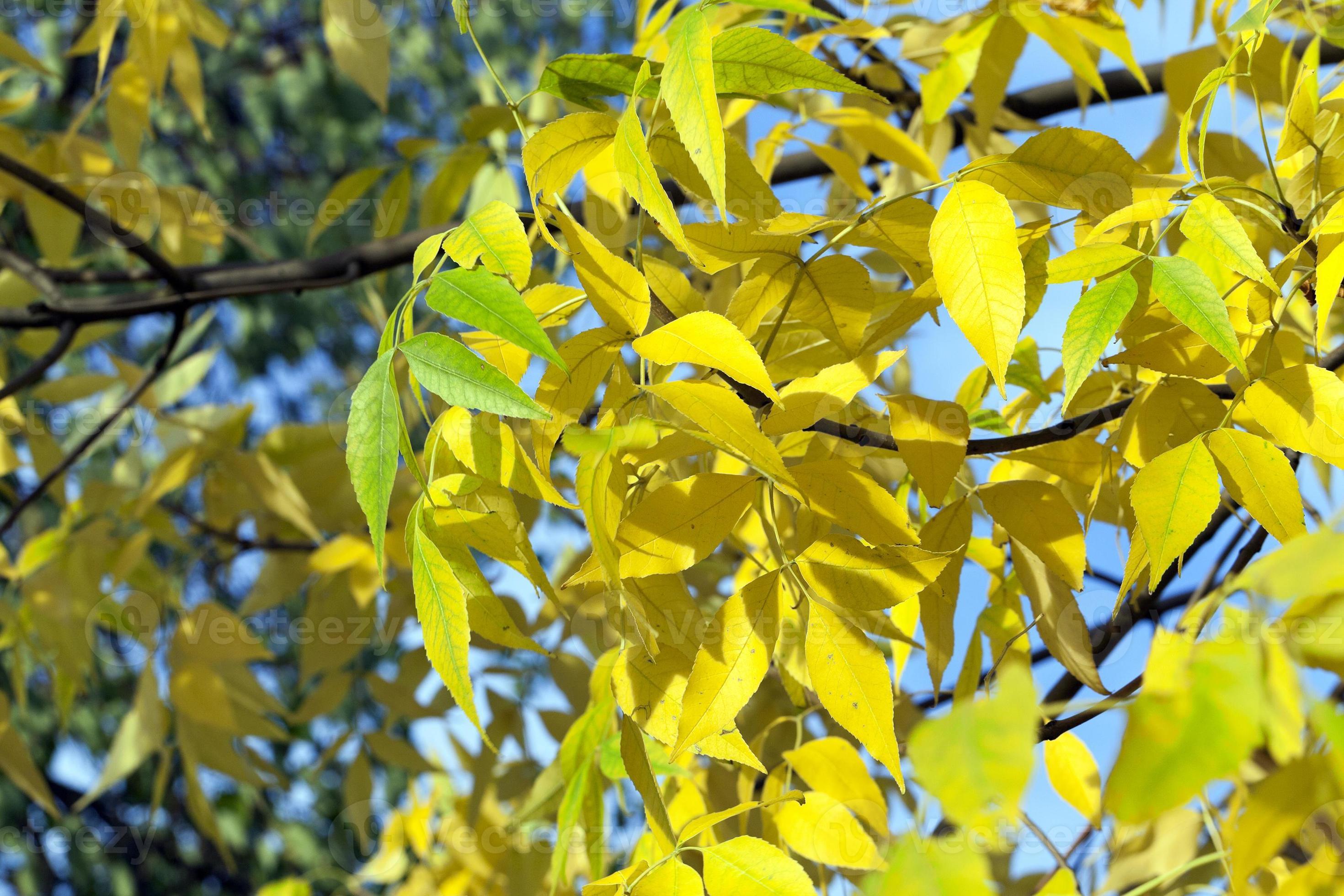 yellowing leaves on the trees 9413183 Stock Photo at Vecteezy