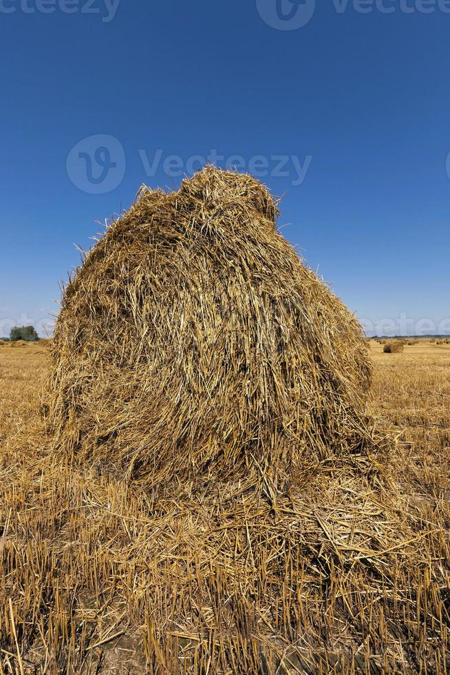 stack of straw in the field photo