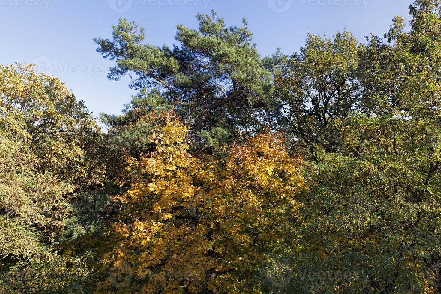 leaf fall in autumn and on maple trees photo