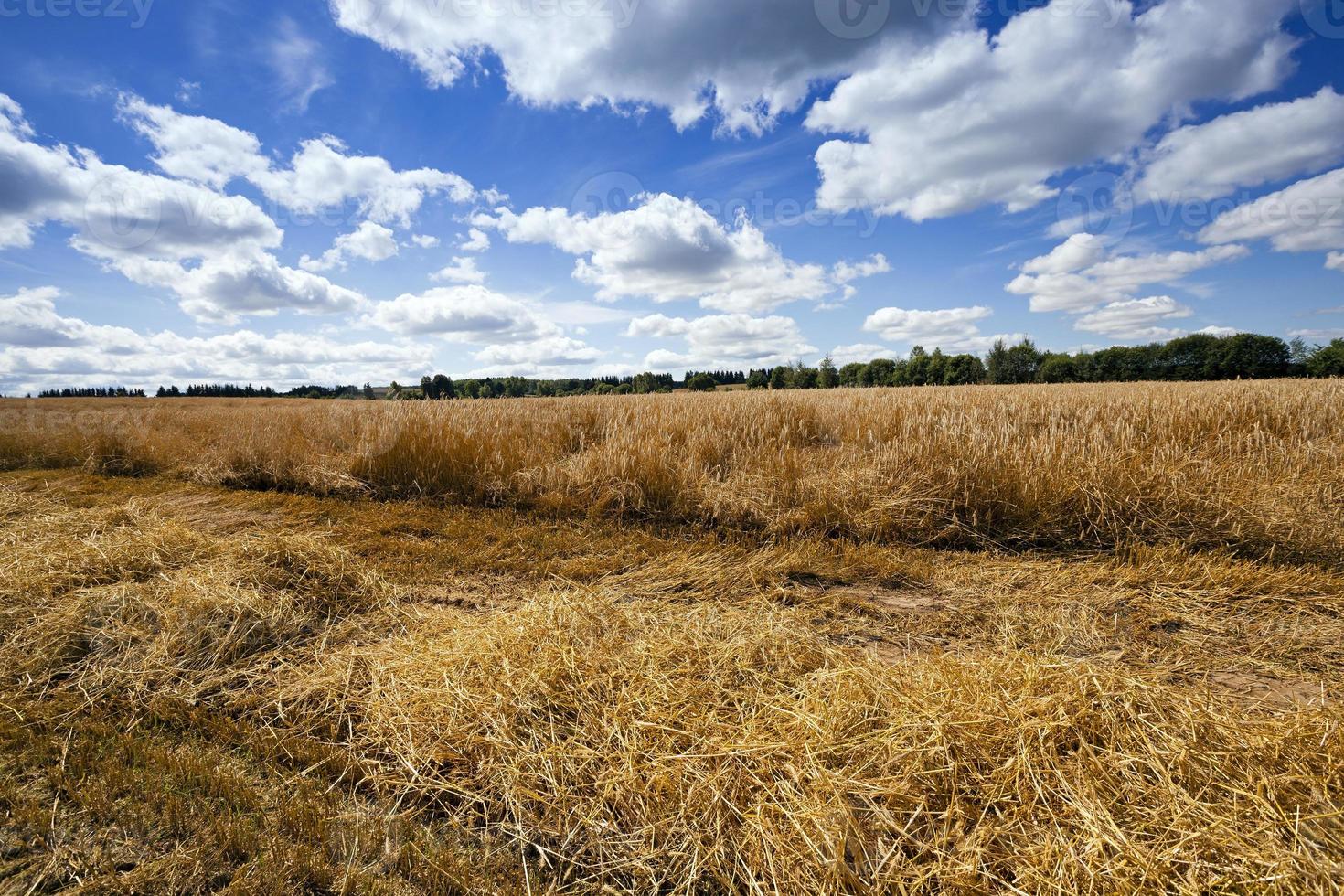 agriculture close up photo