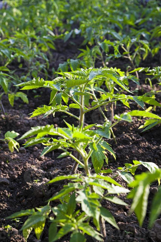 tomato bush close up photo