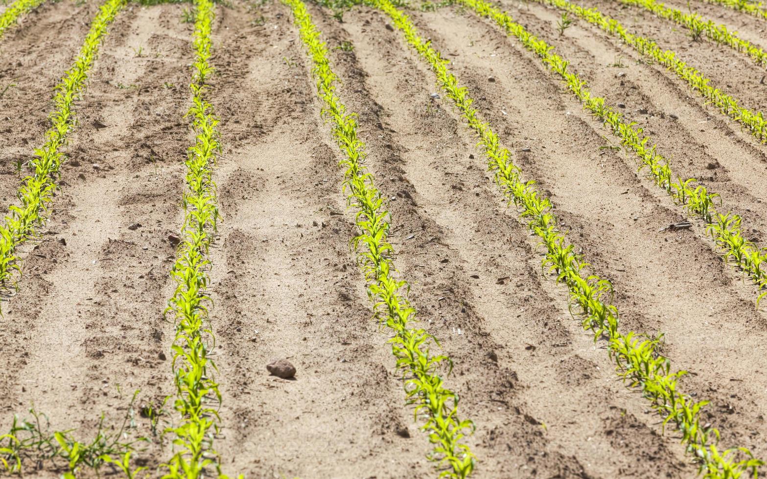 sweet green unripe corn photo