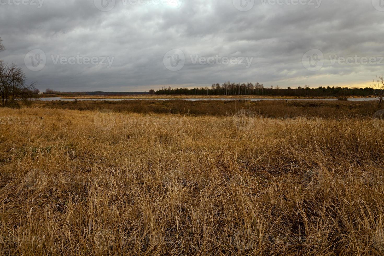 hierba seca en un campo foto