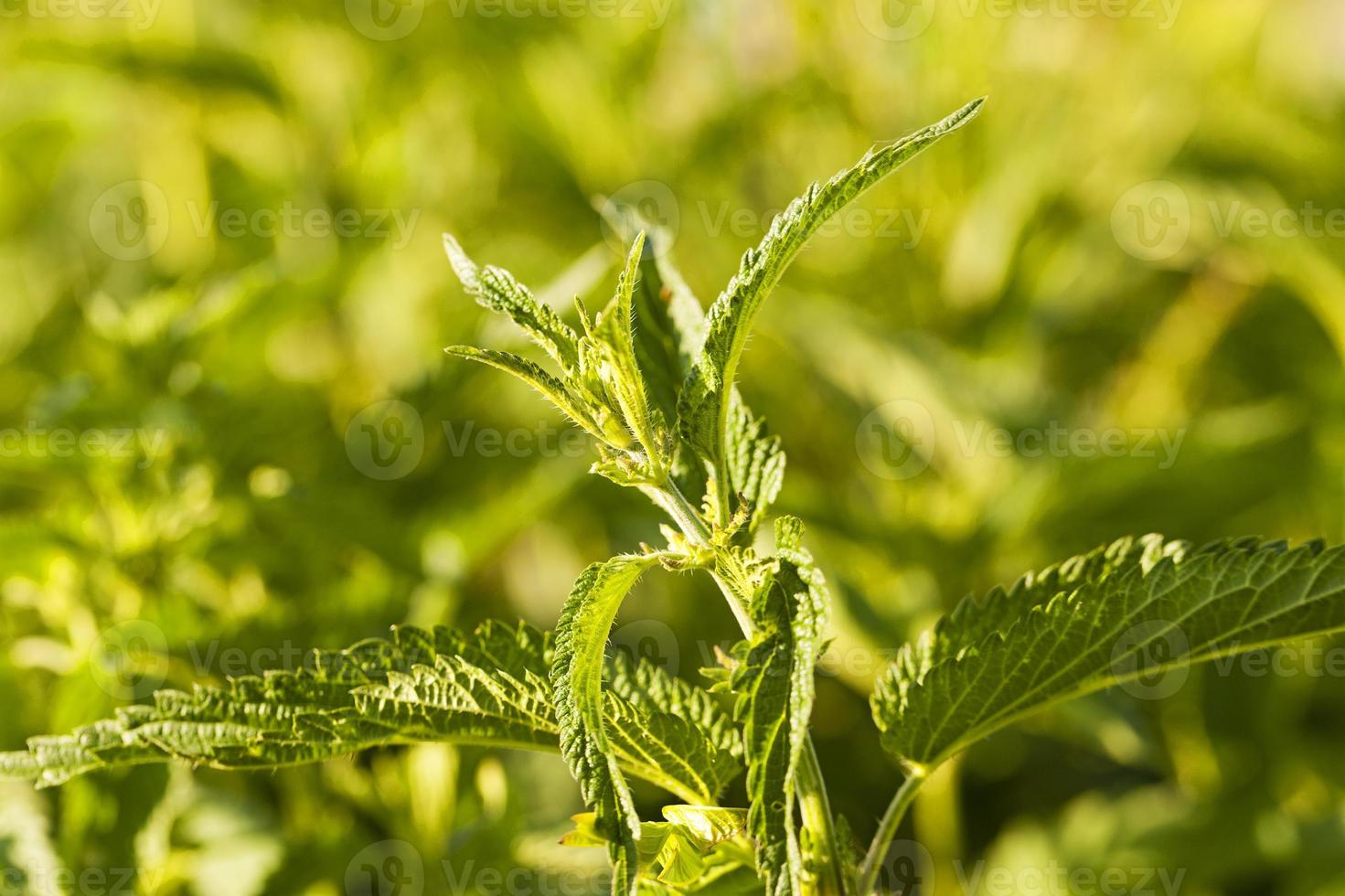 ortiga verde de cerca foto