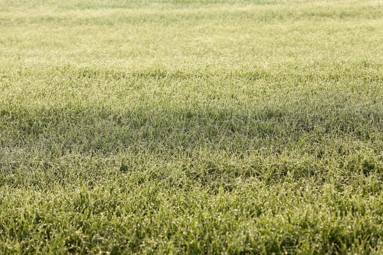 young grass plants, close-up photo