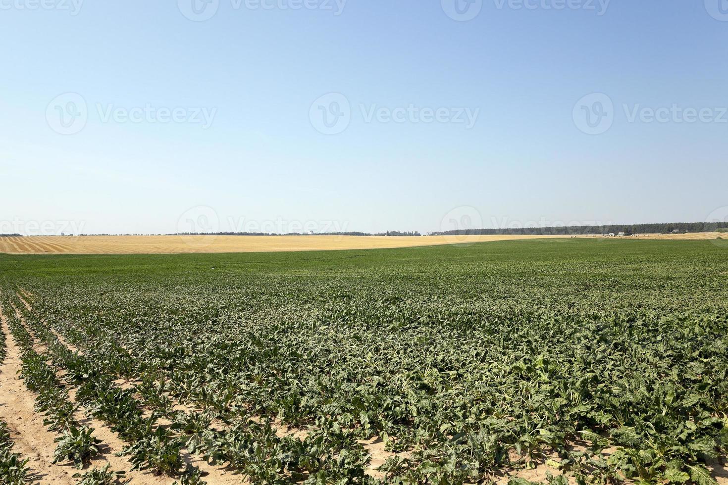 campo con remolacha foto