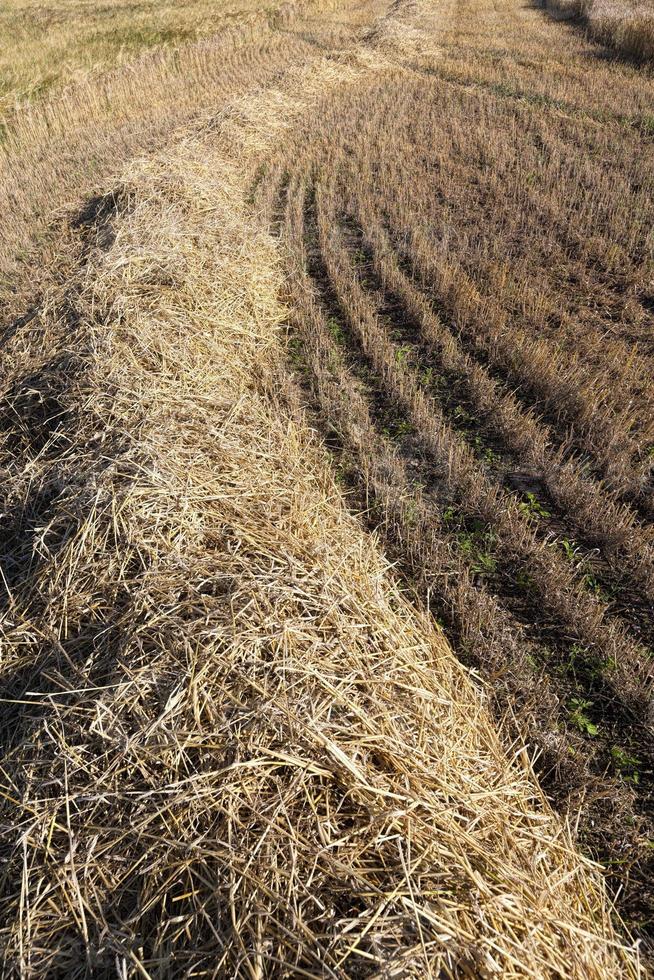 crops on agricultural land photo