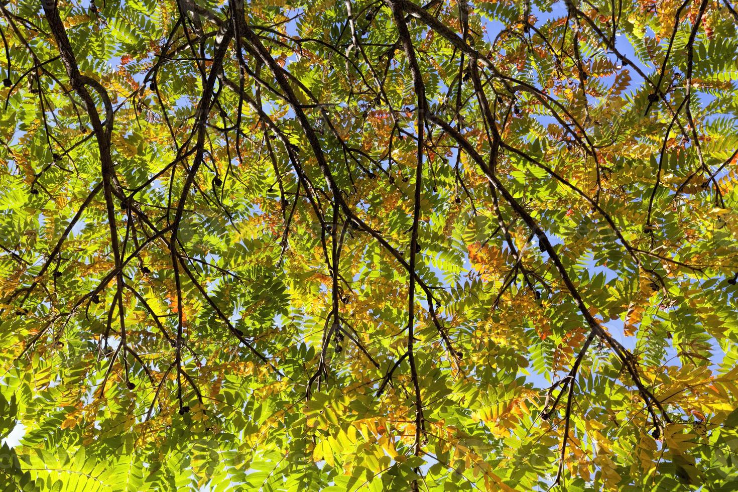 colorful trees in the forest in autumn photo