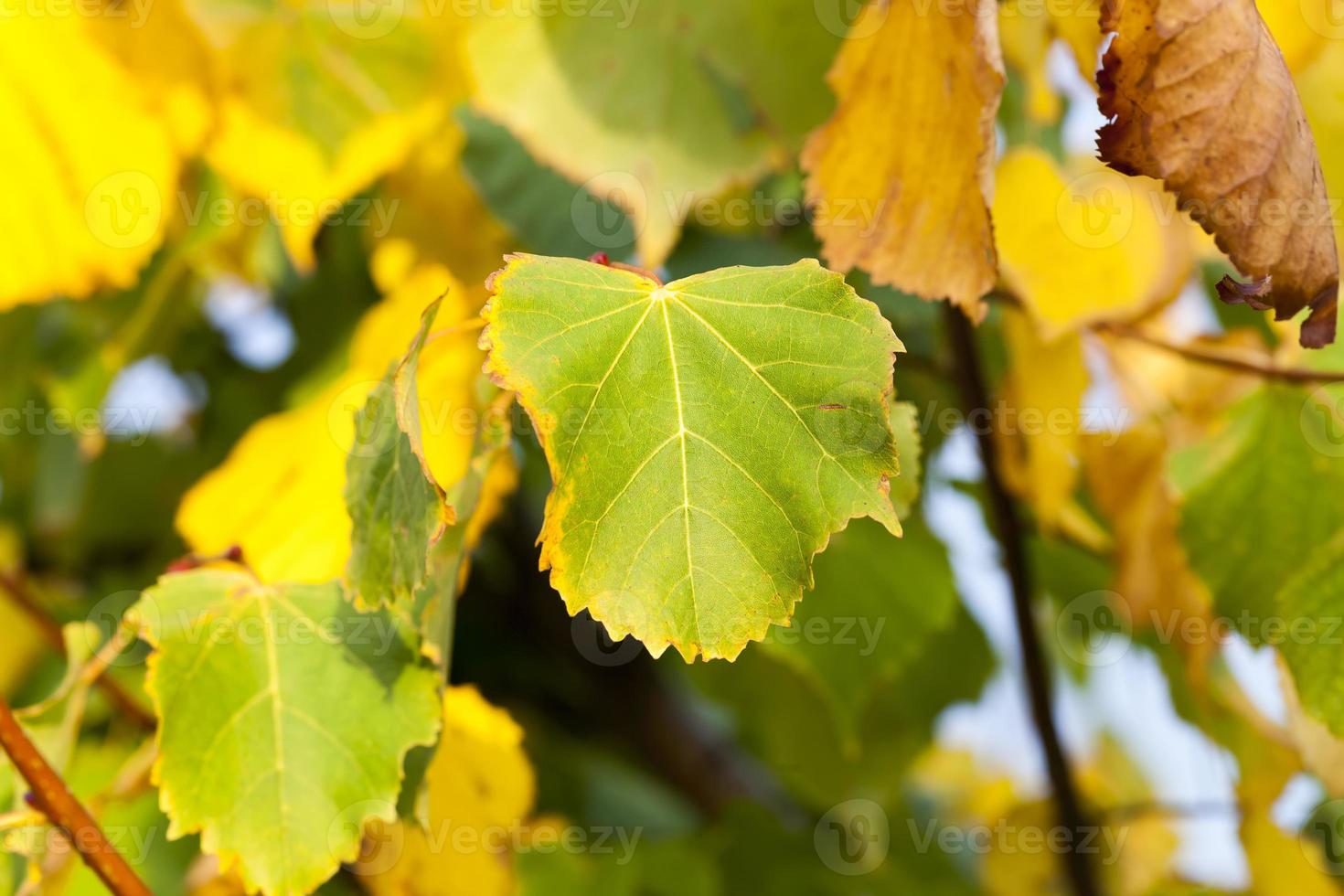 Linden tree in the autumn photo