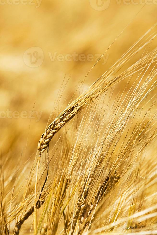 rye ears  close up photo