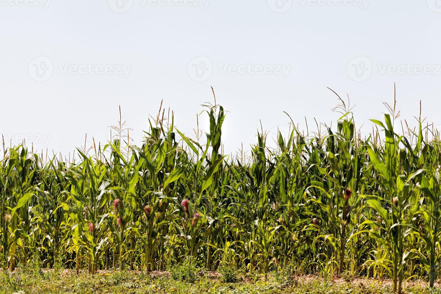 agricultural field with a crop photo