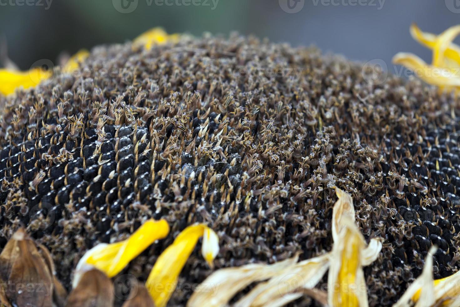 real ripened sunflower photo