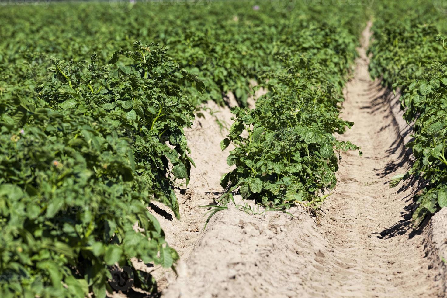 an agricultural field where potatoes are grown photo