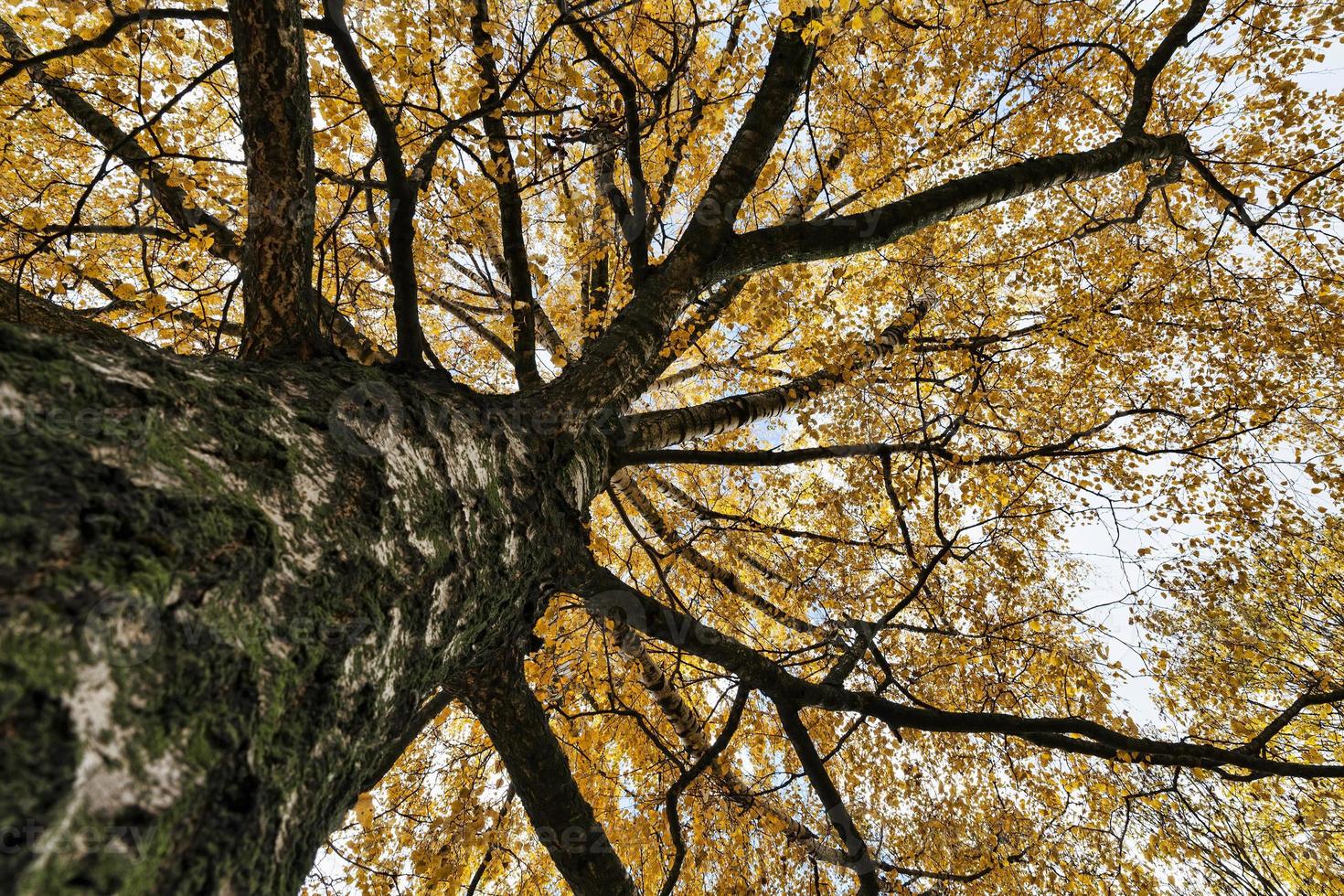 naturaleza otoñal, primer plano foto