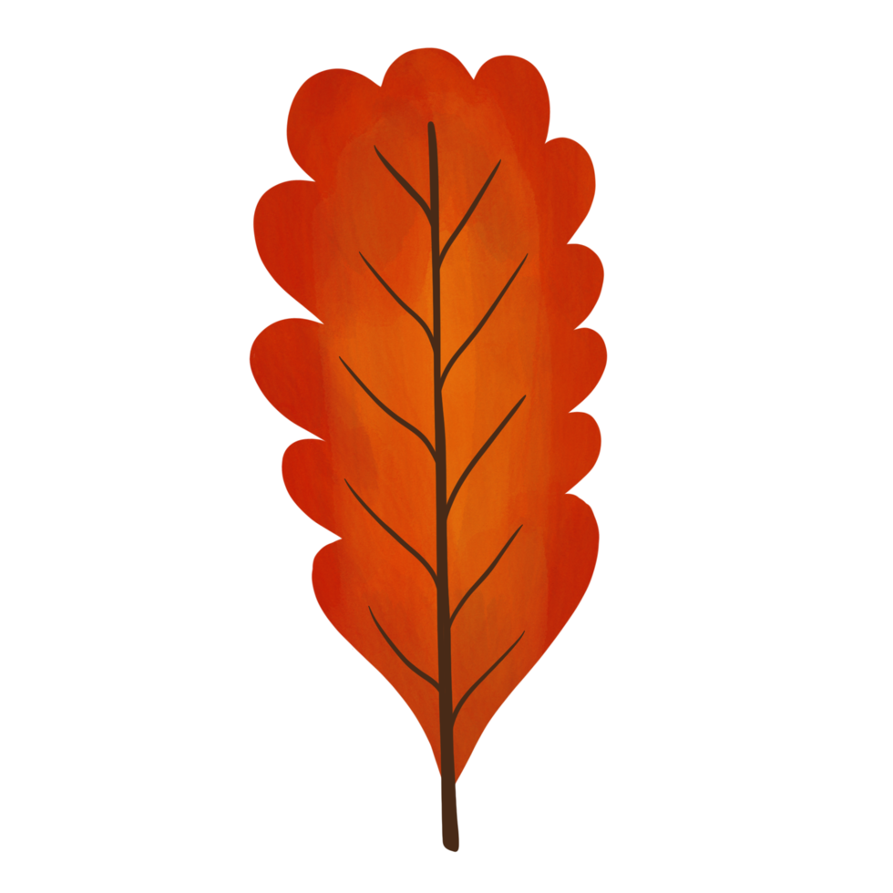 Oak leaf isolated.illustration. Hand drawn. png