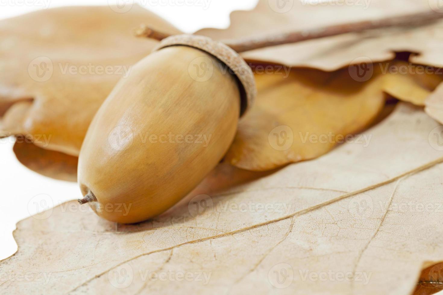 mature acorns  close up photo