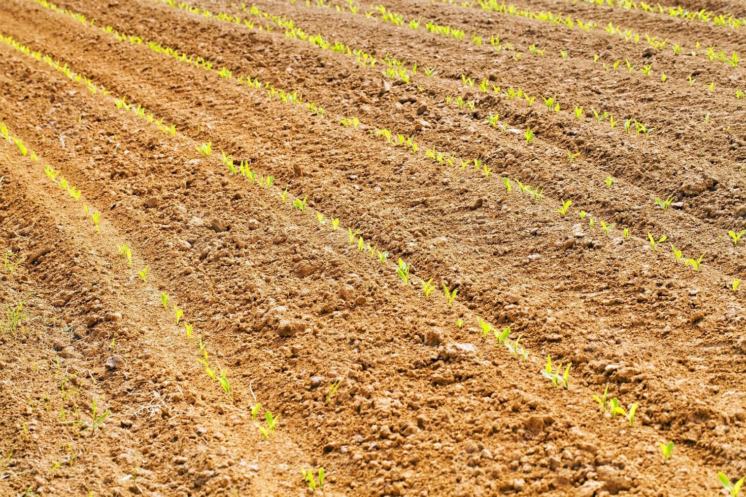 agricultural field on which grow up corn photo