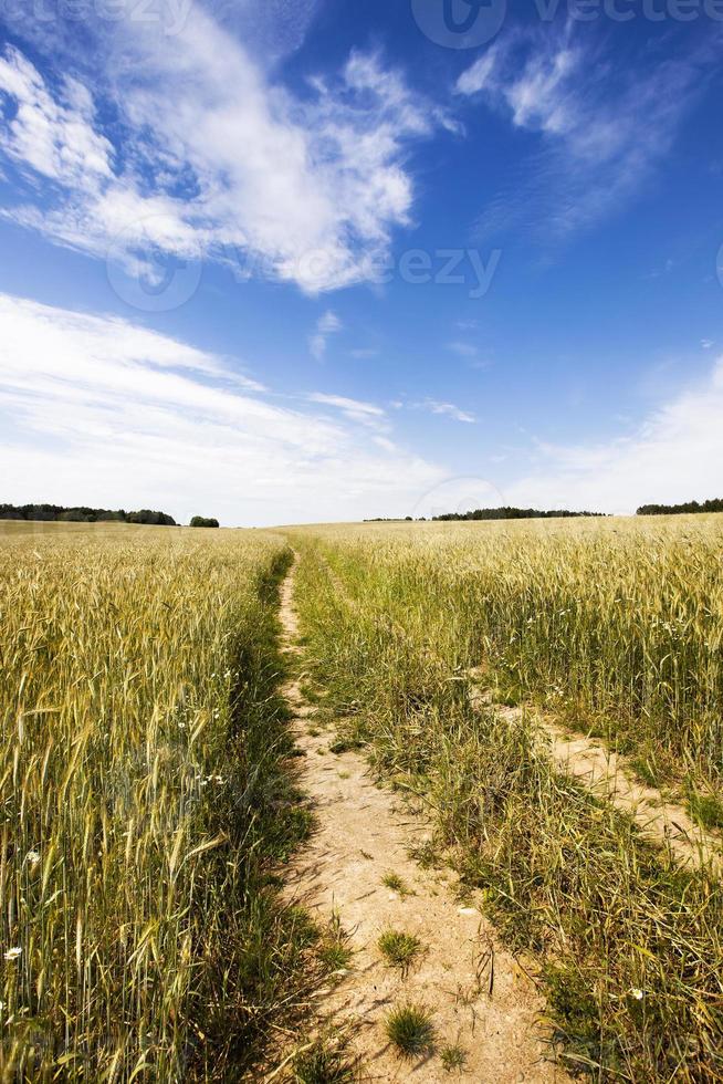 the road to a field photo