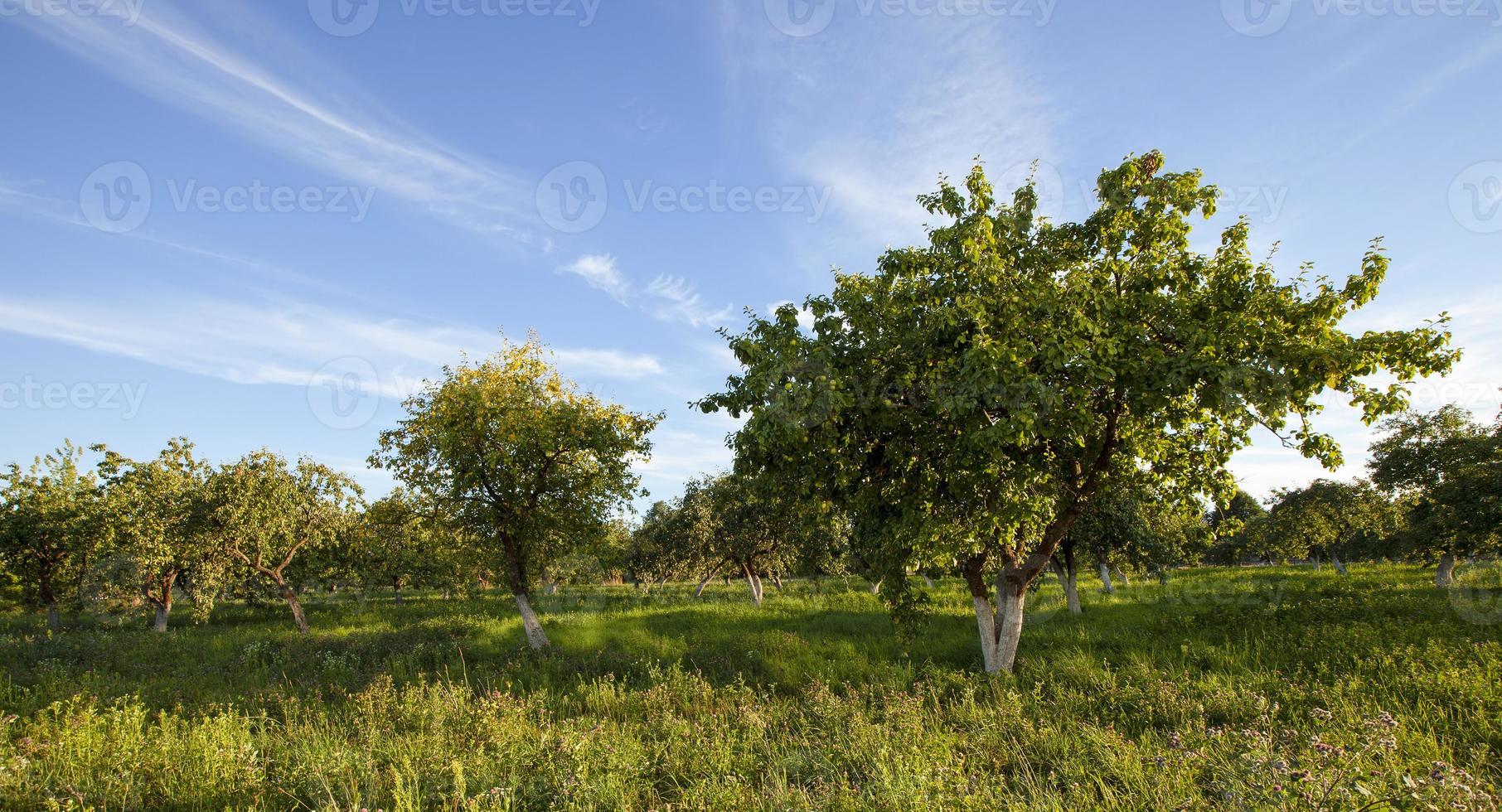 apple tree garden photo