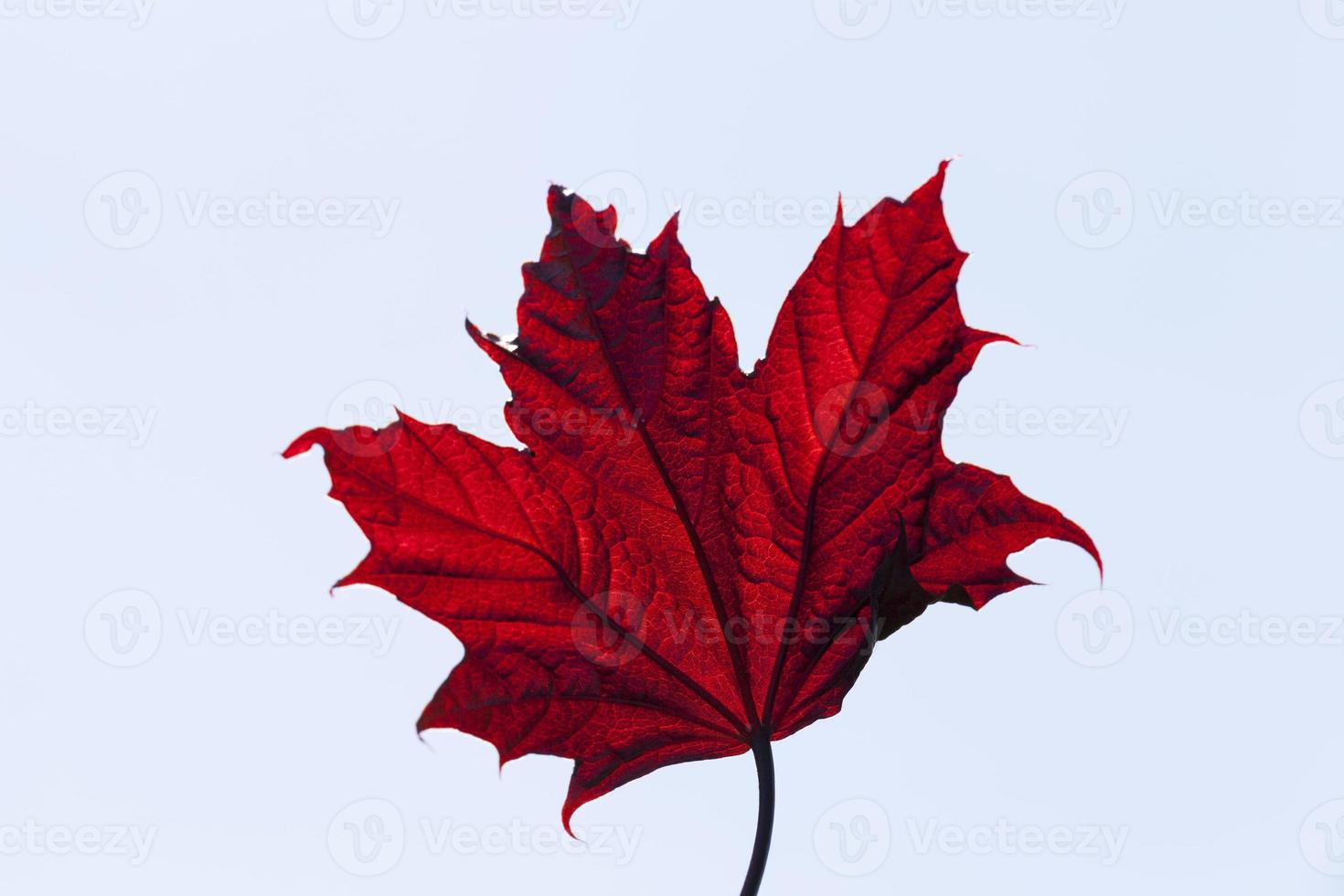 deciduous forest during leaf fall photo