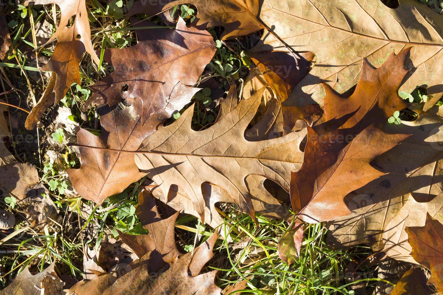 yellowed foliage of oak photo