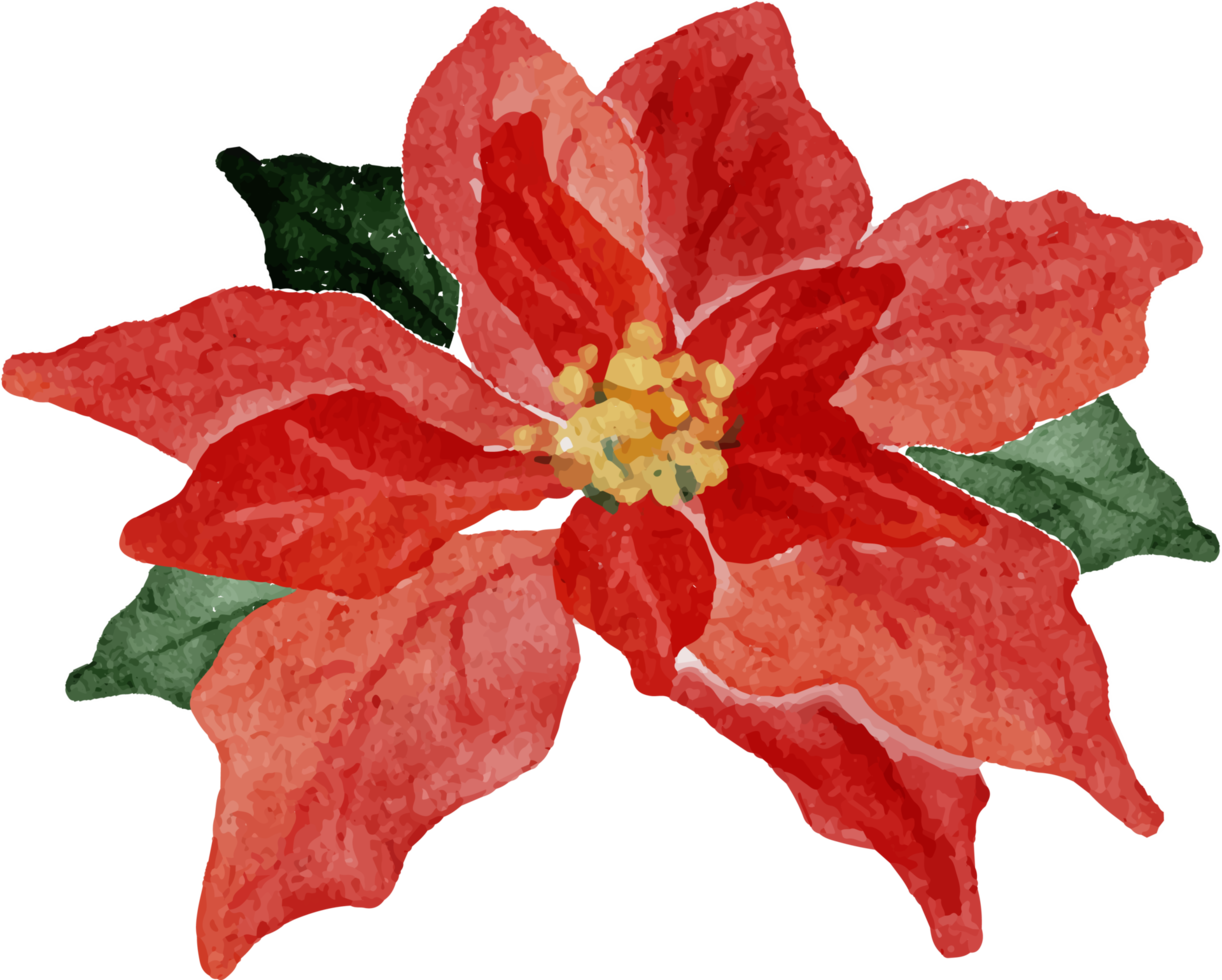 watercolor christmas poinsettia flower bouquet elements 9413816 PNG