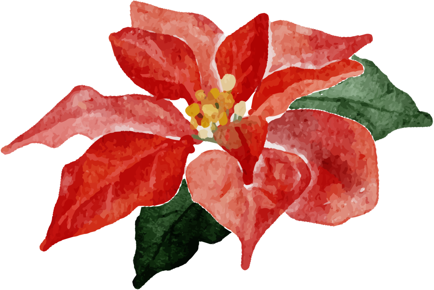 watercolor christmas poinsettia flower bouquet elements png
