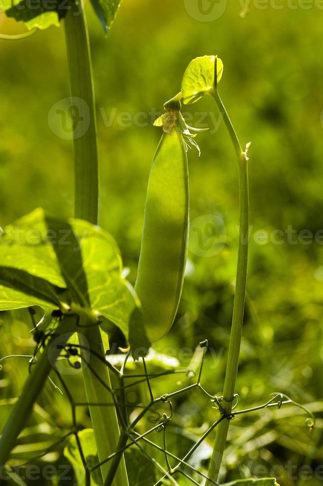 brotes de guisantes de cerca foto