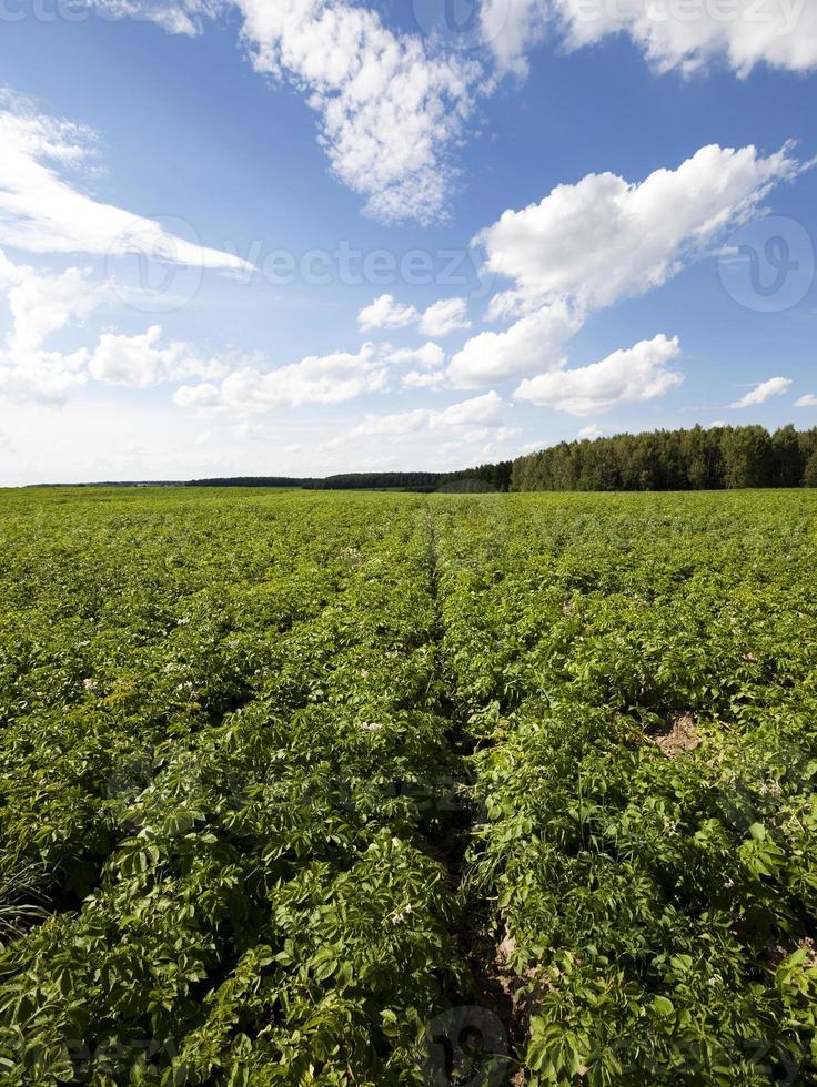 potato field close up photo