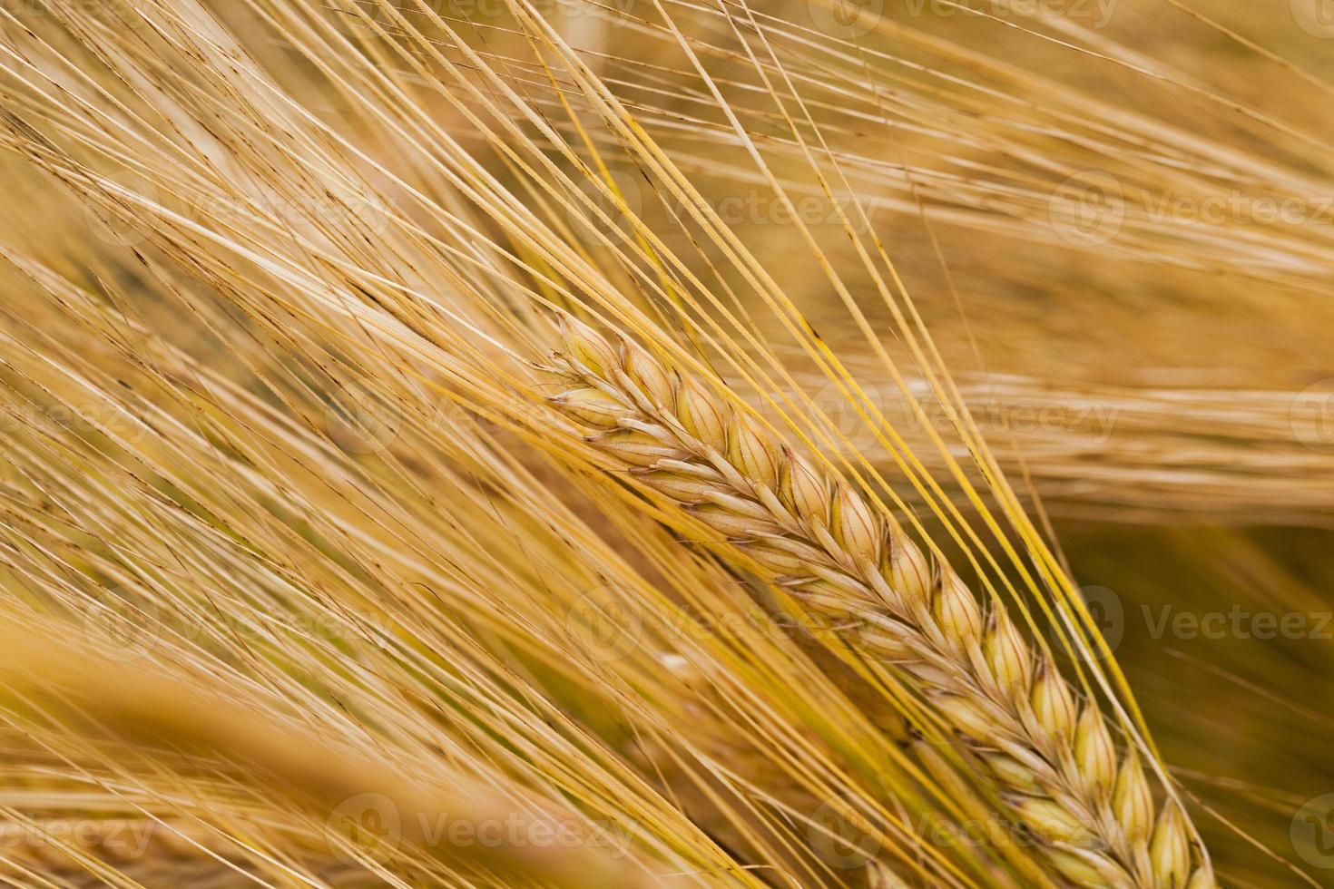 ripened cereals - the ripened ears of cereals photographed by a close up photo