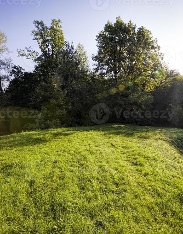 sun flare tree photo