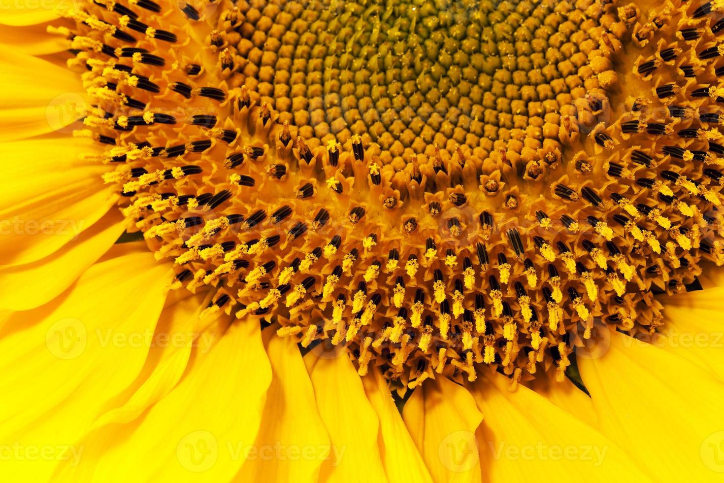 sunflower close up photo