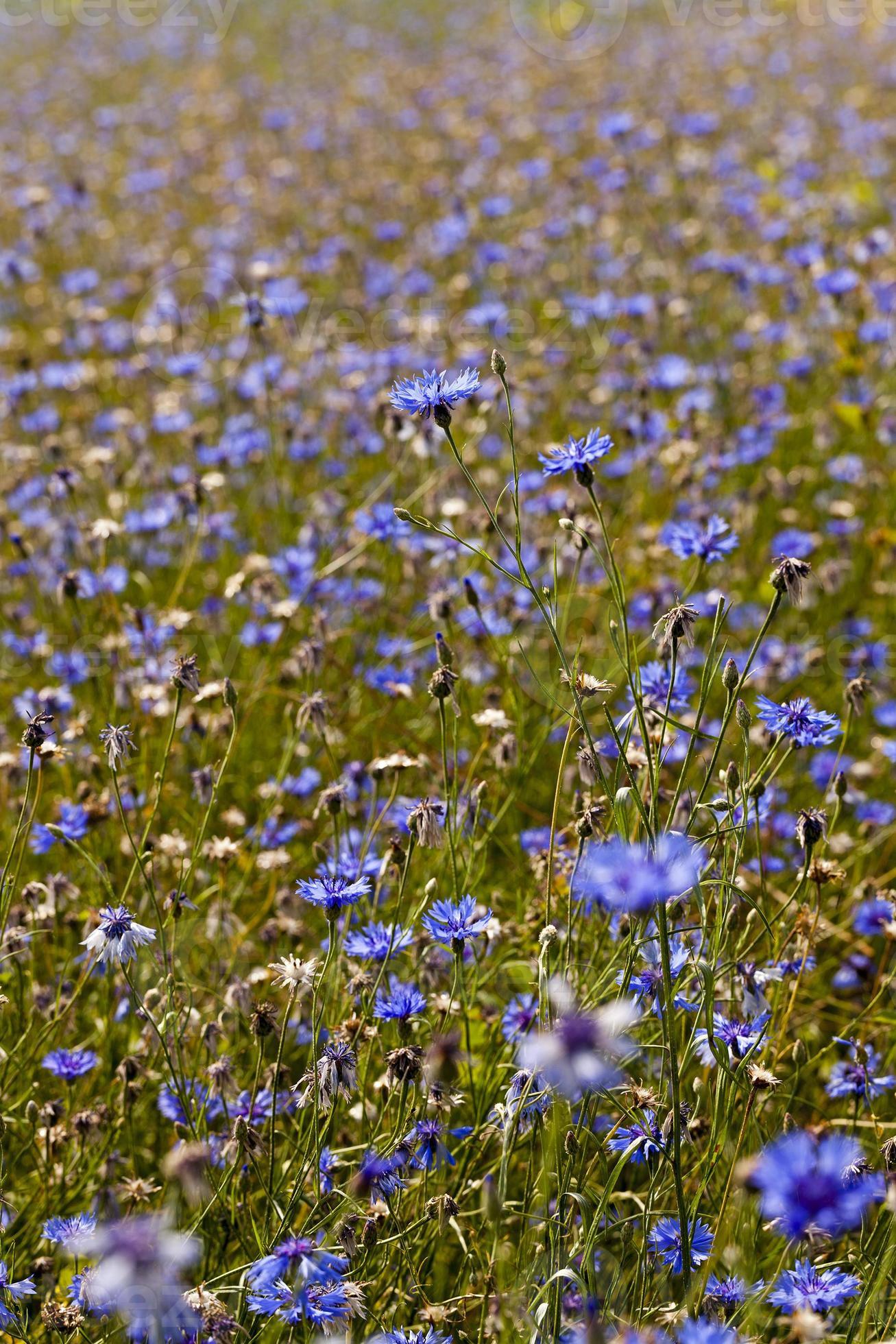 cornflowers a field on which blue cornflowers grow. summertime of