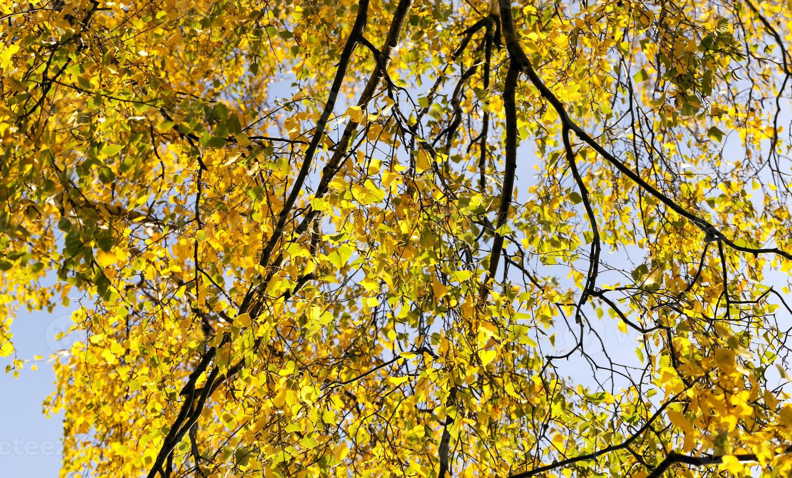 features of autumn weather photo