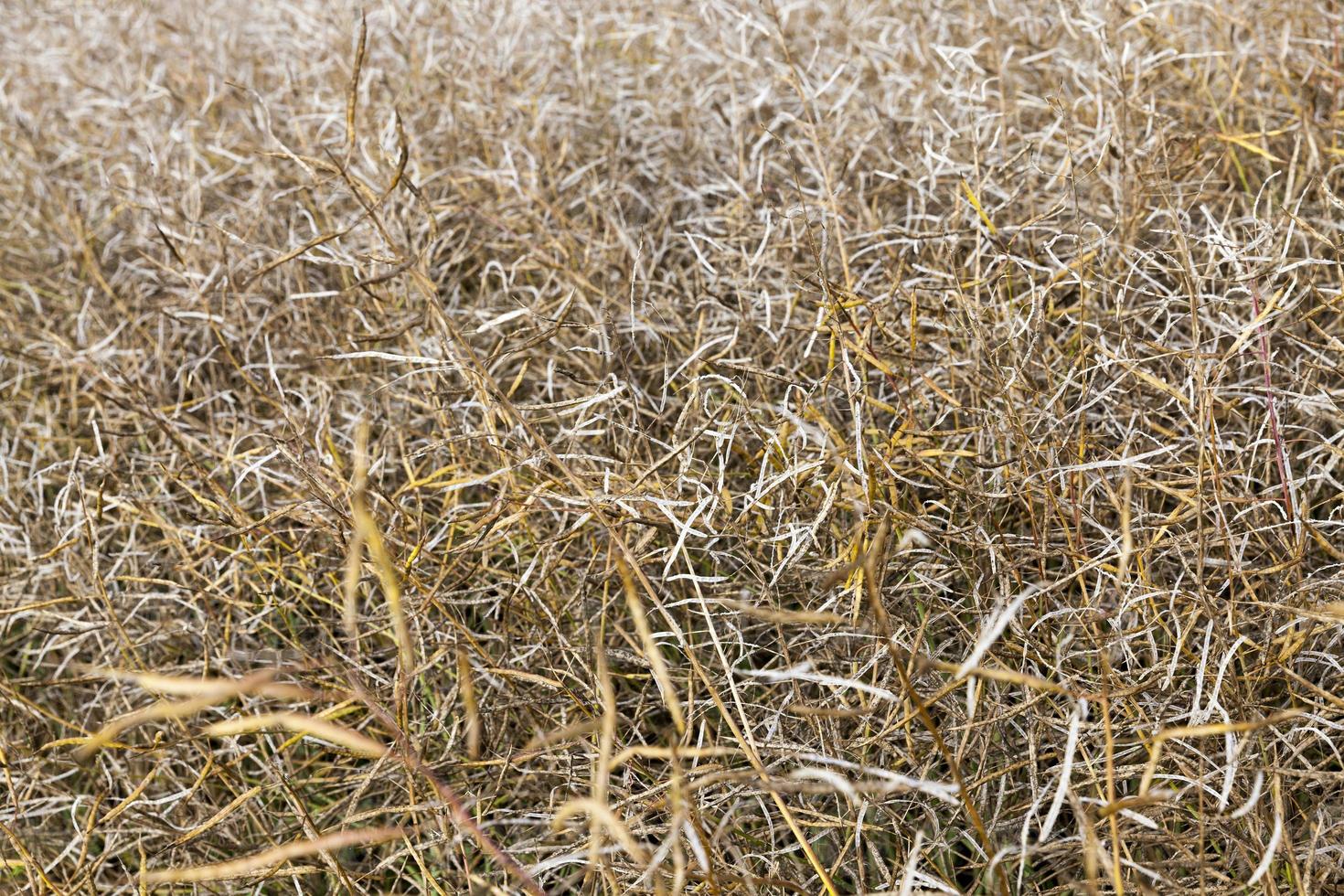 rapeseed harvest, close up photo
