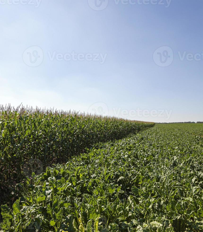 agriculture - an agricultural field on which grow up beetroots. summertime of year photo