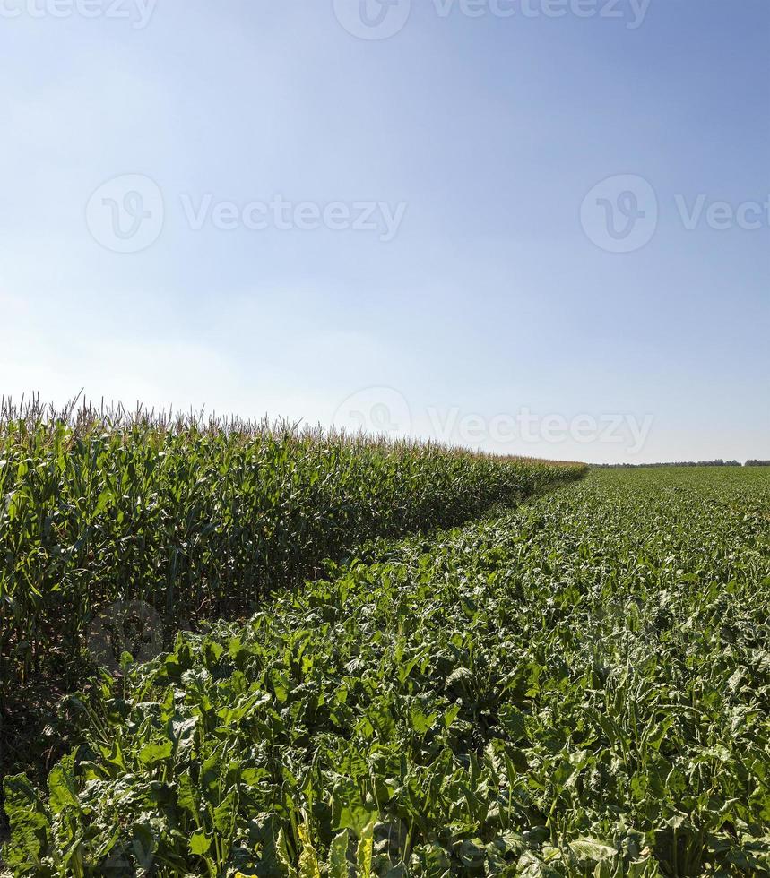 agricultura - un campo agrícola en el que crecen las remolachas. verano del año foto