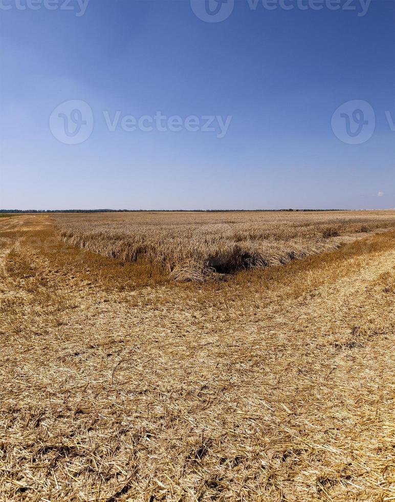 an agricultural field on which reap a crop of cereals photo