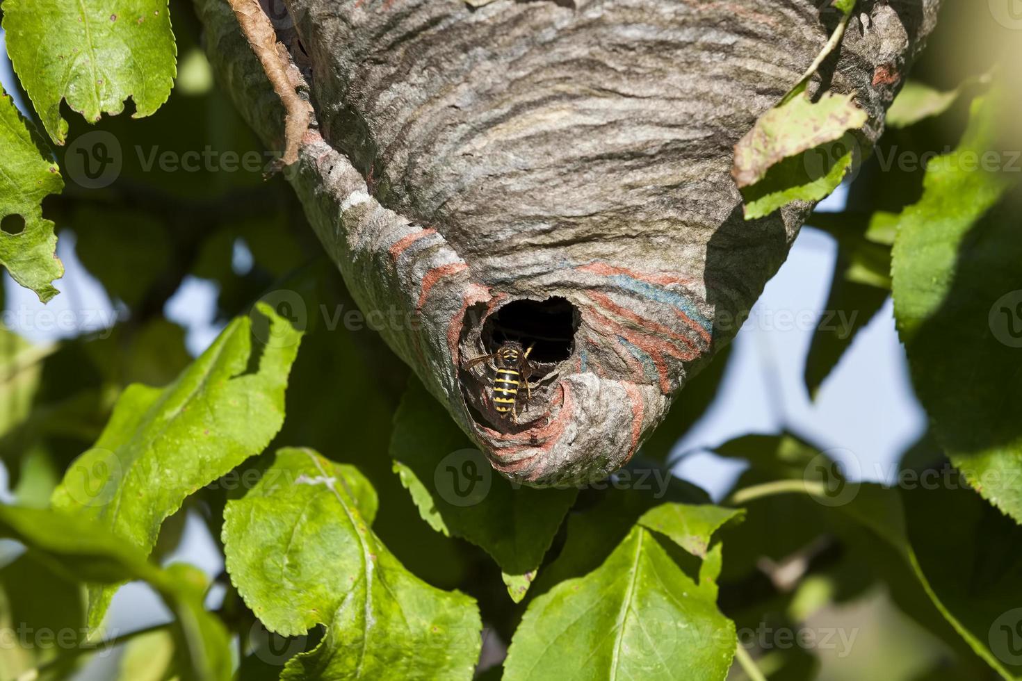 wasp hive made by wasps photo