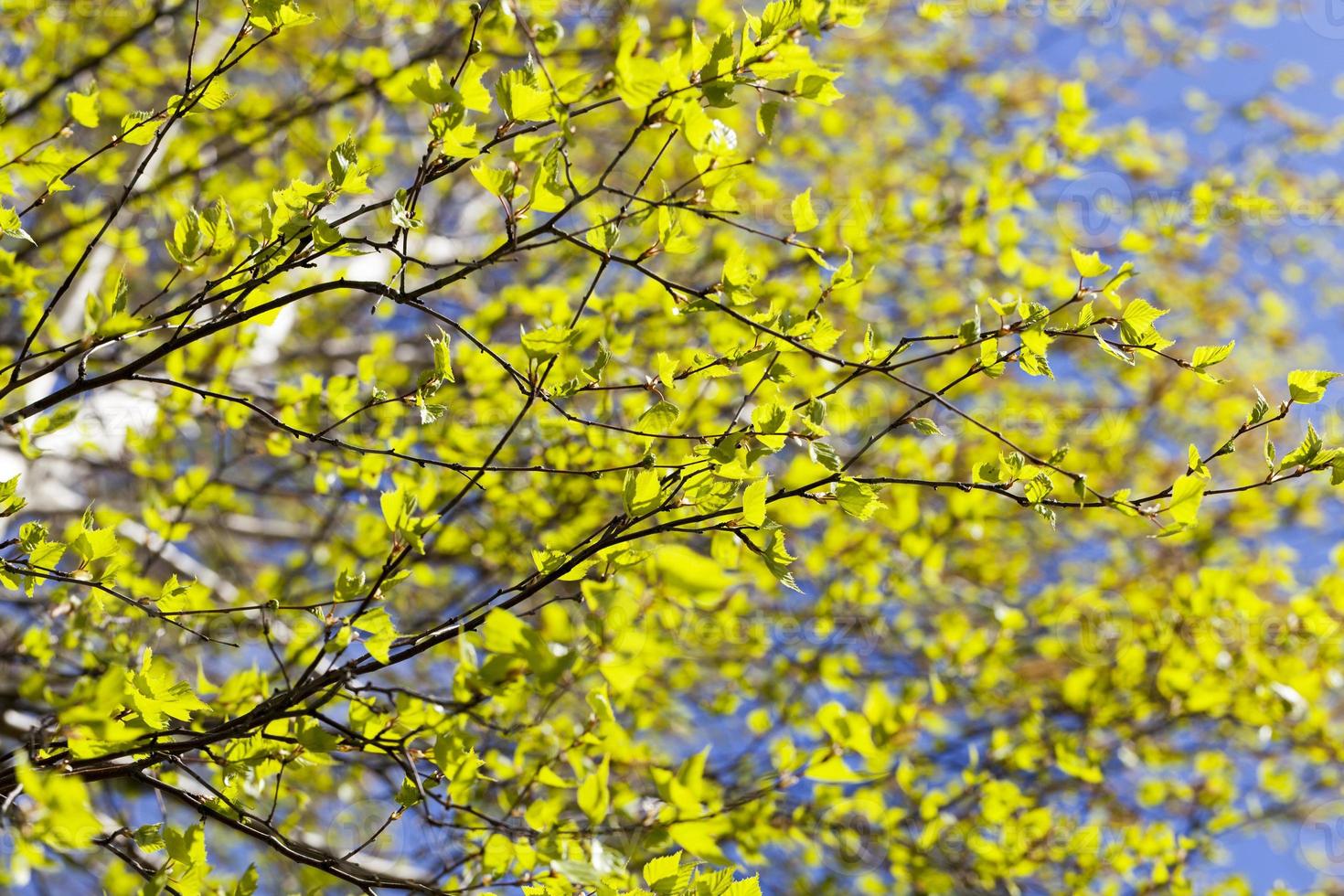the first green foliage photo