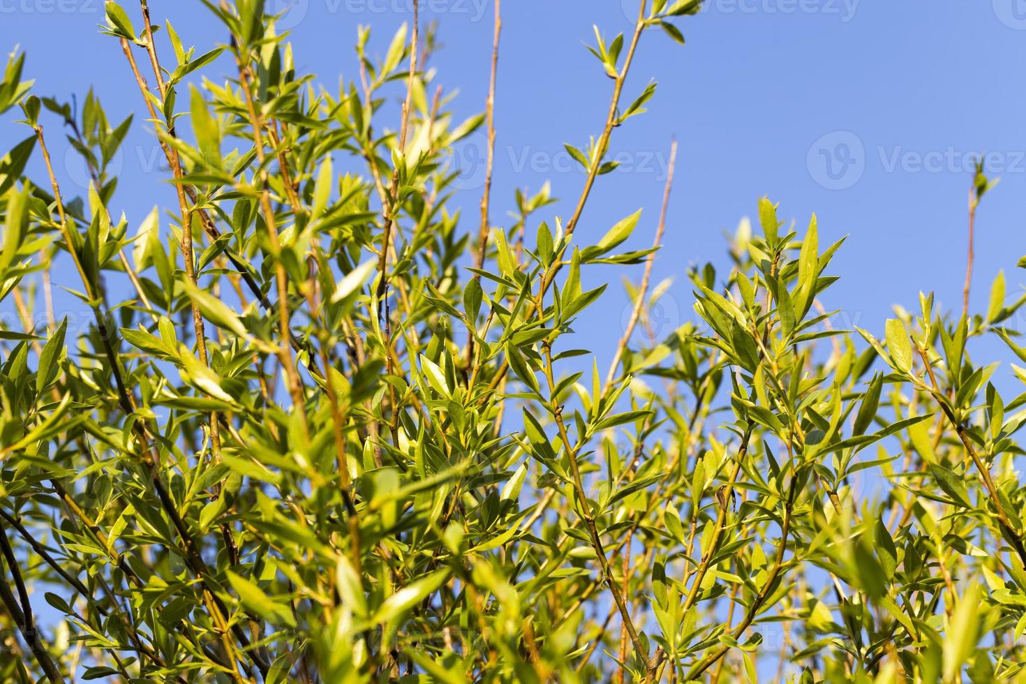 the first young leaves on trees photo