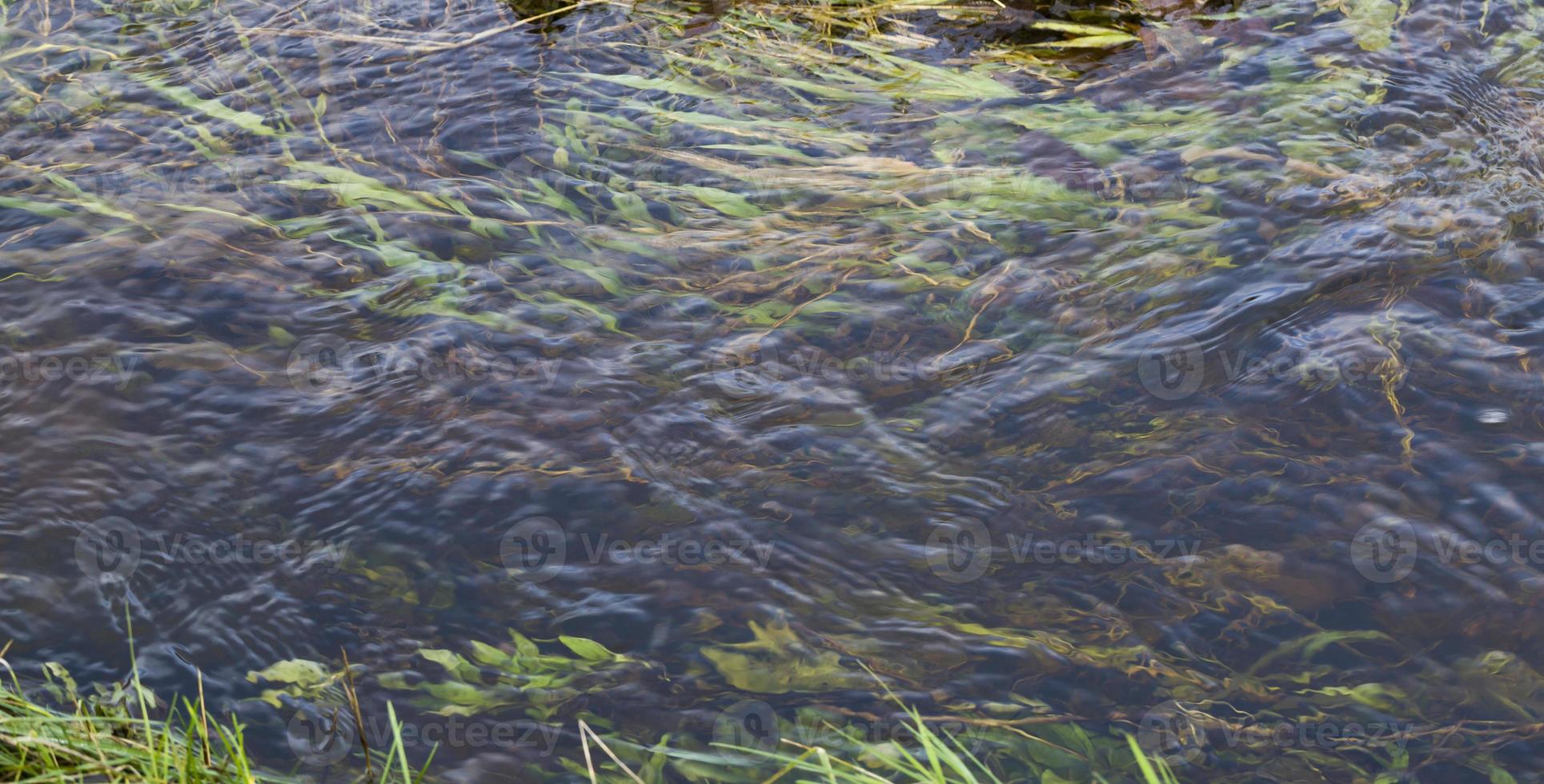 seaweed under water photo