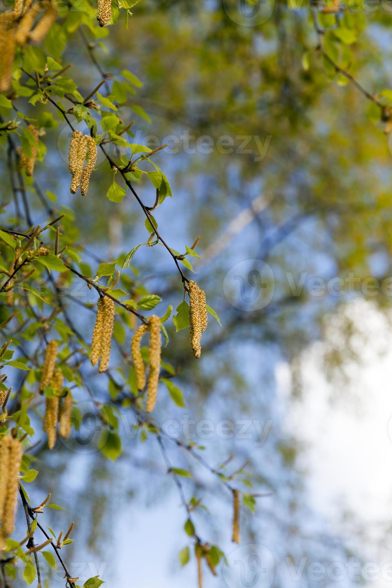 beautiful birch tree 9414356 Stock Photo at Vecteezy